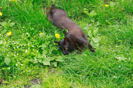 A relaxed brown and black cat with bright yellow eyes stretches out on vibrant green grass amidst dandelions. Peaceful outdoor pet moment.の写真素材