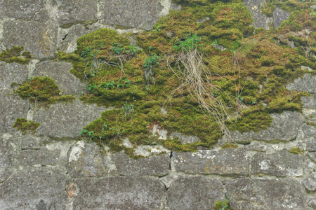 Aged stone wall covered with green moss, dry vines, and small plants. Natural texture, perfect for backgrounds and nature-themed designs.の写真素材