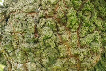 Detailed macro shot of a rugged tree bark covered in green moss and natural cracks. Ideal for nature, background, or texture-themed design projects.の写真素材