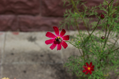 A vibrant display of cosmos flowers in pink and red shades thrives in a lush green field. The delicate petals and yellow centers create a stunning natural scene.の写真素材