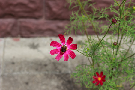 A vibrant display of cosmos flowers in pink and red shades thrives in a lush green field. The delicate petals and yellow centers create a stunning natural scene.の写真素材