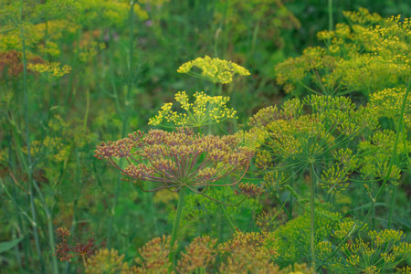 A vibrant close-up of blooming dill (Anethum graveolens) with its distinctive yellow umbrella-like...