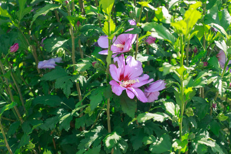 Vibrant purple hibiscus flowers bloom vibrantly against lush green leaves under a bright blue sky. The garden setting includes a blurred background with trees and a pathway, captured in natural sunlight.の写真素材