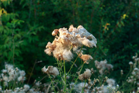 Close-up of wild thistle plants with fluffy seed heads in a summer meadow, natural soft background.