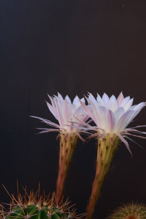 This stunning close-up captures the ephemeral beauty of a night-blooming cactus, with four delicate, star-shaped flowers emerging from its spiny body against a dark background.の写真素材