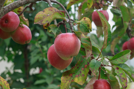 A close-up shot of ripe, red apples hanging on a tree branch, surrounded by green and browning leaves. The apples have a soft, rosy blush and a smooth texture, suggesting they are ready for harvest.の写真素材