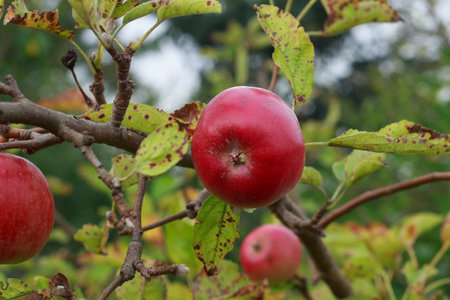 A close-up shot of ripe, pink apples hanging on a tree branch, surrounded by green and browning leaves. The apples have a soft, rosy blush and a smooth texture, suggesting they are ready for harvest.の写真素材