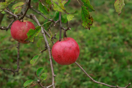 A close-up shot of ripe, red apples hanging on a tree branch, surrounded by green and browning leaves. The apples have a soft, rosy blush and a smooth texture, suggesting they are ready for harvest.の写真素材