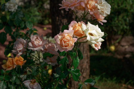 A close-up shot of several delicate, soft pink roses with water droplets on their petals, climbing a black metal fence with lush green leaves in the background.の写真素材