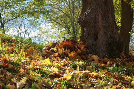 A serene autumn scene features a forest path covered with vibrant golden and orange leaves, nestled...