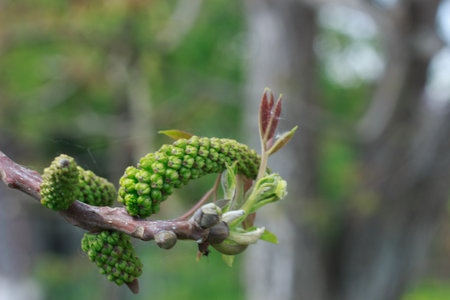 Close-up of a walnut (Juglans regia) tree branch in spring, featuring long green male catkins (flowers) and emerging reddish-green leaves against a blue sky. Symbolizes new life and the start of the growing season.の写真素材