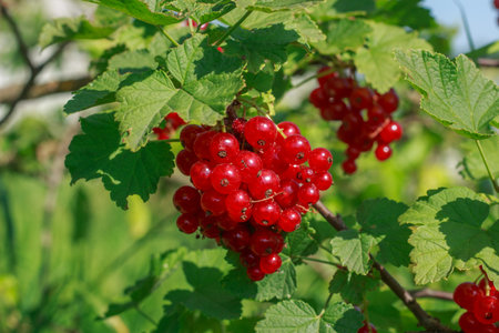 Close-up of a cluster of vibrant, ripe red currants (Ribes rubrum) hanging from a branch in a sunny...