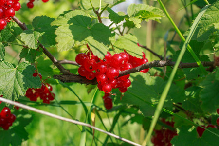 Close-up of a cluster of vibrant, ripe red currants (Ribes rubrum) hanging from a branch in a sunny...