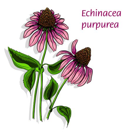 Echinacea purpurea flower with leaf on a white background. Vector illustrationのイラスト素材