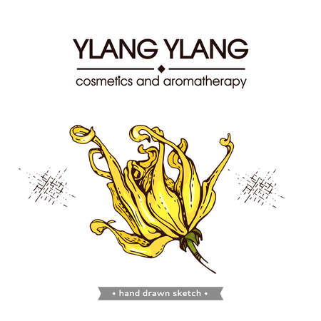 Flowers and leaves of ylang-ylang. Detailed hand-drawn sketches, vector botanical illustration. For menu, label, packaging design.のイラスト素材