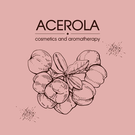 Branch acerola cherry, fruit, flower. Detailed hand-drawn sketches, vector botanical illustration. For menu, label, packaging design.のイラスト素材