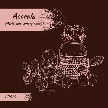 Still life with branch acerola cherry, fruit, flower and glass bottle with oil and accessories. Detailed hand-drawn sketches, vector botanical illustration. For menu, label, packaging design.のイラスト素材