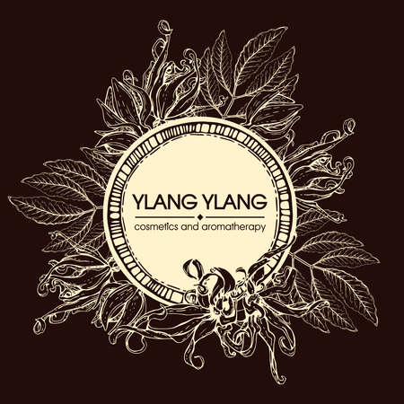 Frame with flowers and leaves of ylang-ylang. Detailed hand-drawn sketches, vector botanical illustration. For menu, label, packaging design.のイラスト素材