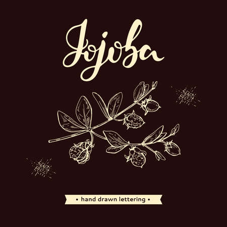 Jojoba branches with fruits and flowers, leaves. Fruit jojoba in a peel and without and lettering Jojoba. Detailed hand-drawn sketches, vector botanical illustration. For menu, label, packaging design.のイラスト素材