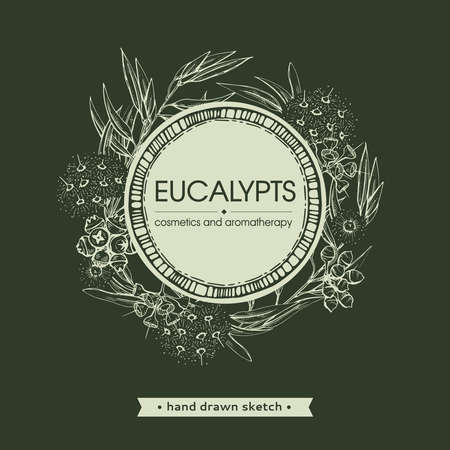 Frame with Eucalyptus leaves, young shoots and branches of eucalyptus with flowers, buds and seeds. Detailed hand-drawn sketches, vector botanical illustration. For menu, label, packaging designのイラスト素材