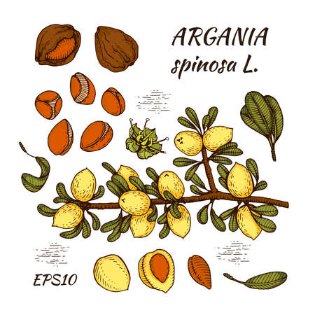 Tree branch argans with fruits, nuts argans in the skin, flower argans. Illustration is drawn by hand in the style of graphics, for use in packaging design or printing design. Full color picture. Vector illustrationのイラスト素材