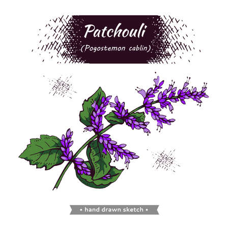 Patchoulis inflorescences and flowers and branch with leaves. Detailed hand-drawn sketches, vector botanical illustration. For menu, label, packaging design.のイラスト素材