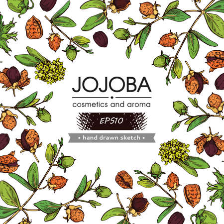 Background filled with Jojoba branches with fruits and flowers, leaves. Fruit jojoba in a peel and without and with empty circle inside. Detailed hand-drawn sketches, vector botanical illustration. For menu, label, packaging design.のイラスト素材