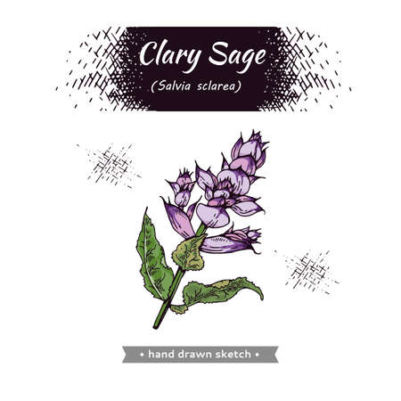 Clary sage twigs with leaves and flowers. Detailed hand-drawn sketches, vector botanical illustration. For menu, label, packaging design.のイラスト素材