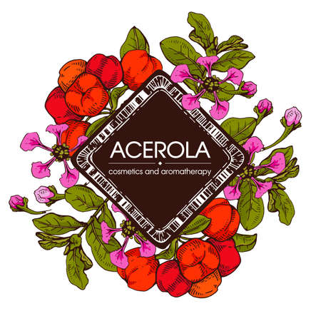 Frame with branch acerola cherry, fruit, flower. Detailed hand-drawn sketches, vector botanical illustration. For menu, label, packaging design.のイラスト素材