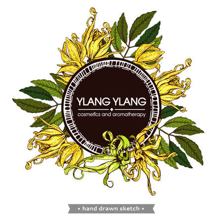 Frame with flowers and leaves of ylang-ylang. Detailed hand-drawn sketches, vector botanical illustration. For menu, label, packaging design.のイラスト素材