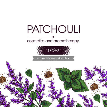 Background with Patchoulis inflorescences and flowers and branch with leaves. Detailed hand-drawn sketches, vector botanical illustration. For menu, label, packaging design.のイラスト素材