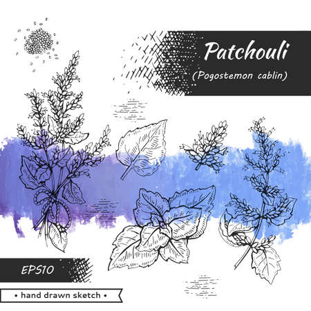 Collection of Patchoulis inflorescences and flowers and branch with leaves. Detailed hand-drawn sketches, vector botanical illustration. For menu, label, packaging design.のイラスト素材
