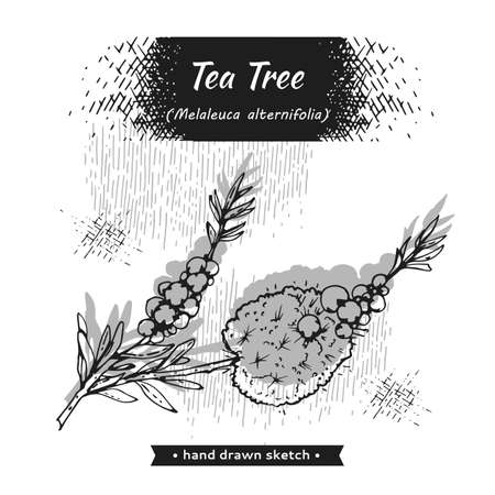 branches with leaves and flowers of tea tree. Detailed hand-drawn sketches, vector botanical illustration. For menu, label, packaging design.のイラスト素材