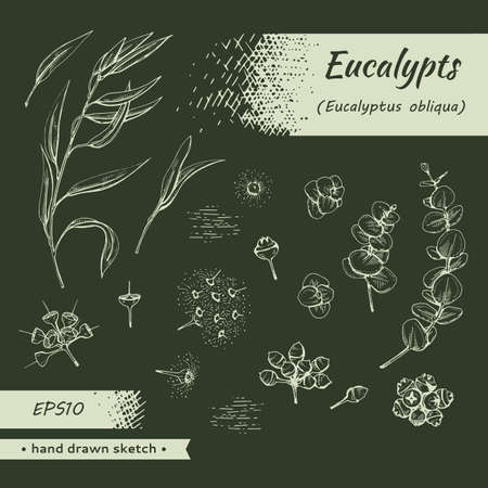 Collection of Eucalyptus leaves, young shoots and branches of eucalyptus with flowers, buds and seeds. Detailed hand-drawn sketches, vector botanical illustration. For menu, label, packaging design.のイラスト素材