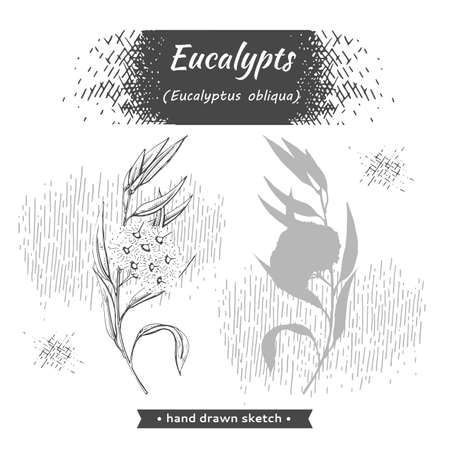 ユーカリの葉の写真 イラスト素材一覧 33 588件 ストックフォトのamanaimages Plus