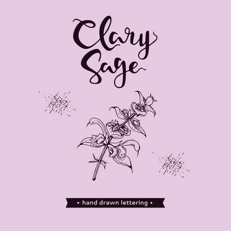 Clary sage twigs with leaves and flowers and lettering clary sage. Detailed hand-drawn sketches, vector botanical illustration. For menu, label, packaging design.のイラスト素材