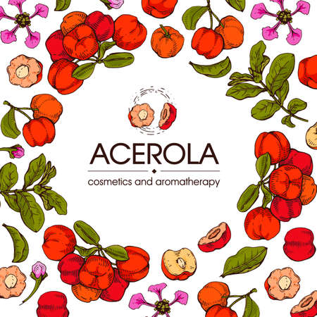 Frame with branch acerola cherry, fruit, flower. Detailed hand-drawn sketches, vector botanical illustration. For menu, label, packaging design.のイラスト素材