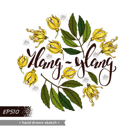 Circle with flowers and leaves of ylang-ylang and hand drawn lettering ylang-ylang. Detailed hand-drawn sketches, vector botanical illustration. For menu, label, packaging design.のイラスト素材