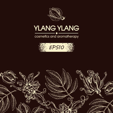 Background with flowers and leaves of ylang-ylang. Detailed hand-drawn sketches, vector botanical illustration. For menu, label, packaging design.のイラスト素材