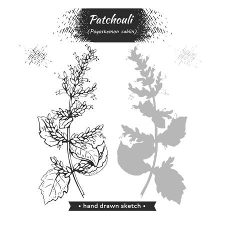 Patchoulis inflorescences and flowers and branch with leaves. Detailed hand-drawn sketches, vector botanical illustration. For menu, label, packaging design.のイラスト素材