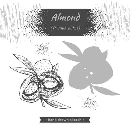 Branch of almonds with nuts, fruits. Detailed hand-drawn sketches, vector botanical illustration.のイラスト素材