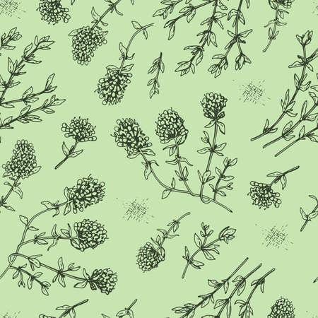Seamless Pattern with twig of thyme with leaves and flowers. Detailed hand-drawn sketches, vector botanical illustration.のイラスト素材