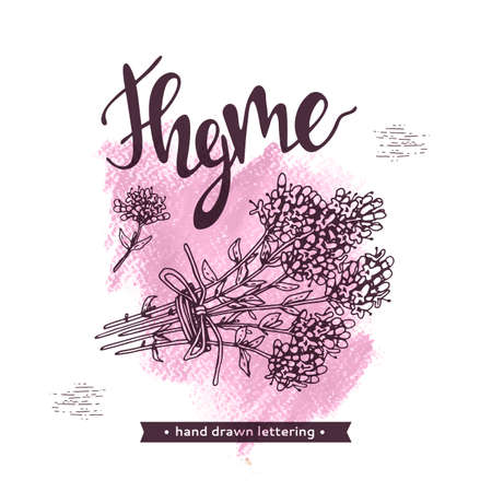 Twig of thyme with leaves and flowers and lettering Thyme. Detailed hand-drawn sketches, vector botanical illustration.のイラスト素材