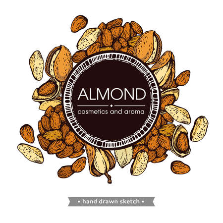 Frame with Almond kernels of nuts. Detailed hand-drawn sketches, vector botanical illustration.のイラスト素材