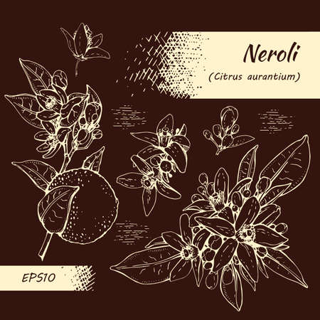 Collection of bitter orange flowers, buds, fruits. Detailed hand-drawn sketches, vector botanical illustration. For menu, label, packaging design.のイラスト素材