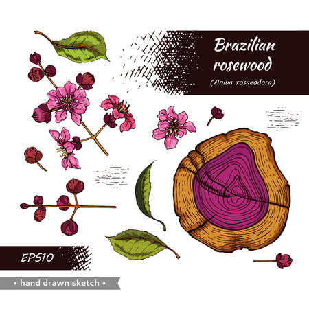 Collection of cut of a Rosewood and twigs with flowers and buds. Detailed hand-drawn sketches, vector botanical illustration. For menu, label, packaging design.のイラスト素材