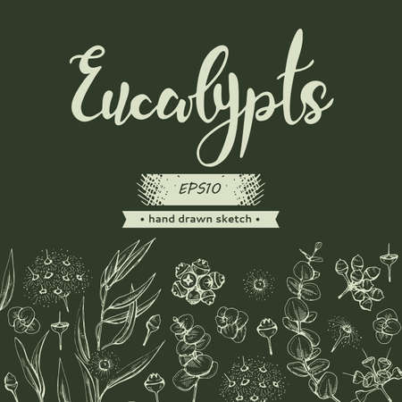 Background with Eucalyptus leaves, young shoots and branches of eucalyptus with flowers, buds and seeds and lettering Eucalypts. Detailed hand-drawn sketches, vector botanical illustration.のイラスト素材