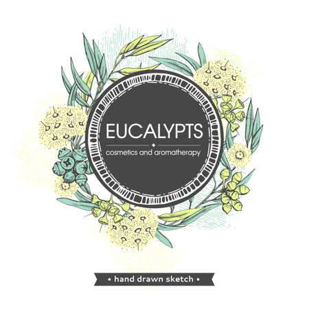 Frame with Eucalyptus leaves, young shoots and branches of eucalyptus with flowers, buds and seeds . Detailed hand-drawn sketches, vector botanical illustration.のイラスト素材