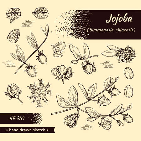 Collection of Jojoba branches with fruits and flowers, leaves. Fruit jojoba in a peel and without . Detailed hand-drawn sketches, vector botanical illustration.のイラスト素材