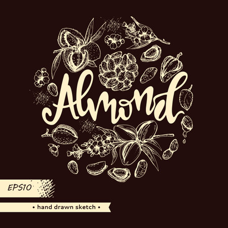Circle filled Almond kernels of nuts and a branch of almonds with nuts, fruits, flowersand lettering Almond. Detailed hand-drawn sketches, vector botanical illustration.のイラスト素材